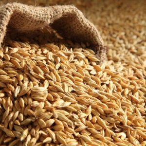 Food-grade barley